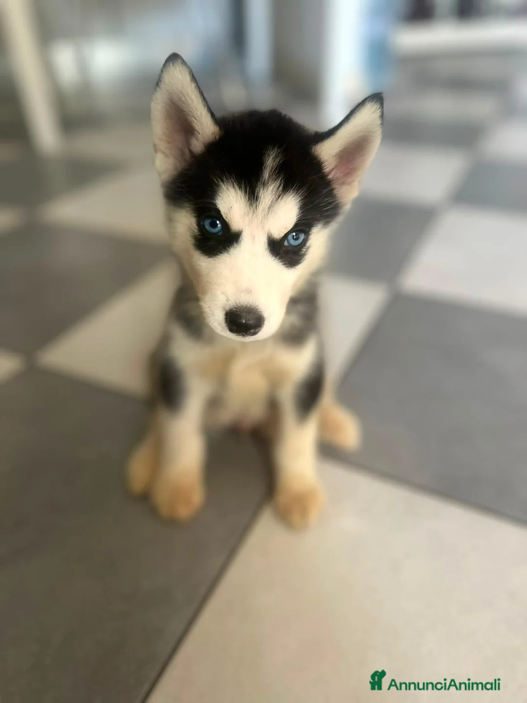Husky cani in vendita: Husky - Annuncio 1