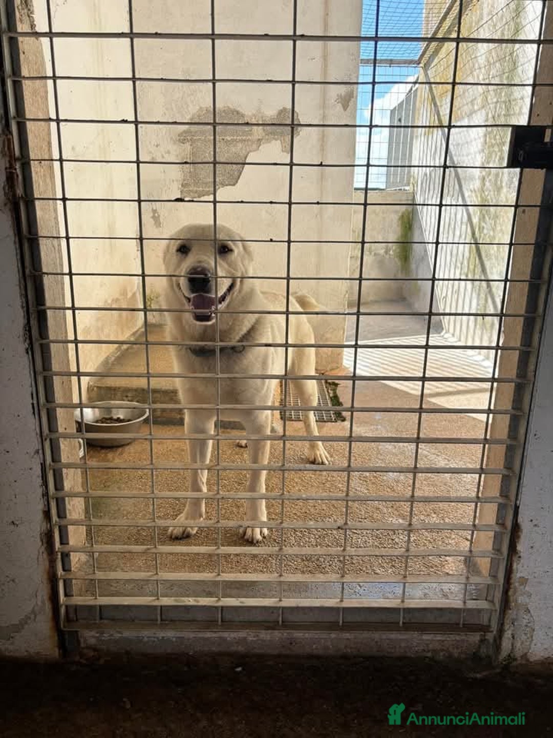 Pastore Asia Centrale cani in regalo: Rocco splendido pastore dell’Asia Centrale - Annuncio 3