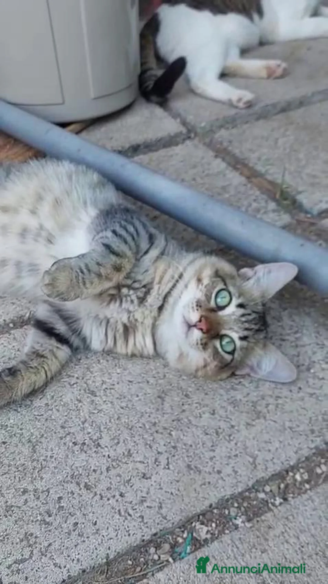 Europeo gatti in regalo: Tiger, un micio speciale cerca casa - Annuncio 2