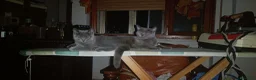 British gatti in vendita: Affettuoso cucciolo  - Annuncio 2