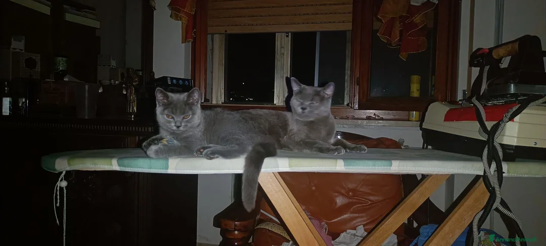 British gatti in vendita: Affettuoso cucciolo  - Annuncio 2