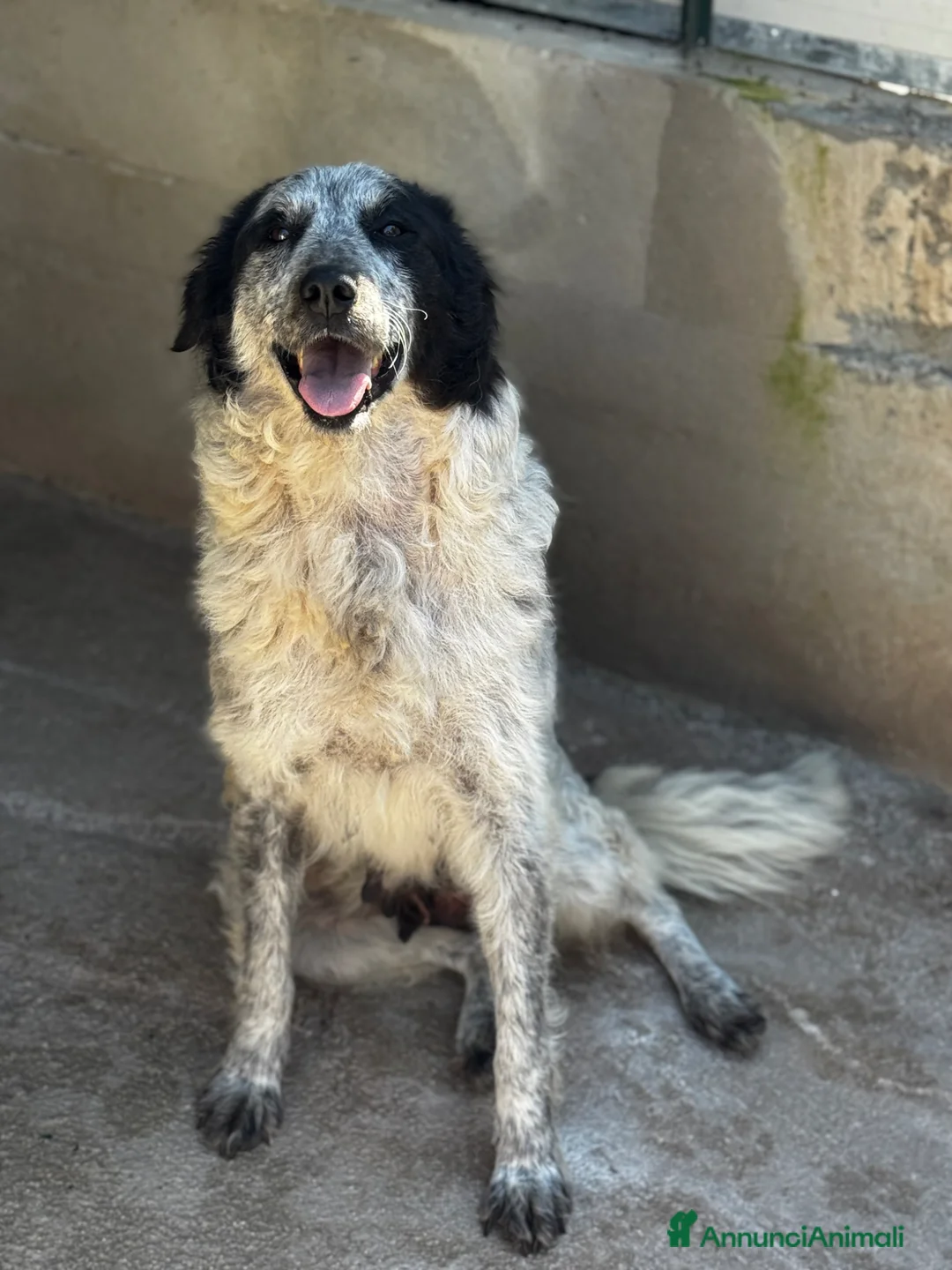 Meticcio cani in regalo: Ambra 3 anni 23kg socievole - Annuncio 4