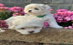 Maltese cani in vendita: Cuccioli maschi di Maltese con pedigree  a Provincia di Cremona - Immagine 2