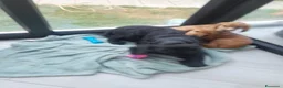 Cocker cani in vendita: Cocker spaniel maschi  a Città metropolitana di Roma Capitale - Annuncio 5