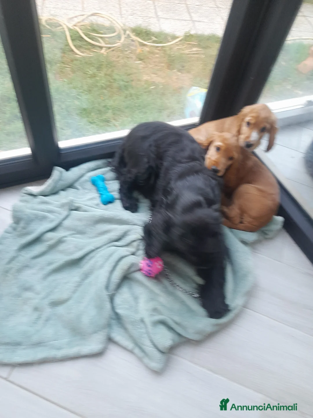 Cocker cani in vendita: Cocker spaniel maschi  a Città metropolitana di Roma Capitale - Annuncio 5