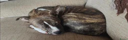 Altre razze cani in regalo: Bellissima amstaff cerca casa - Annuncio 4