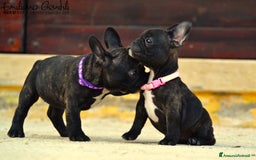 Bulldog Francese cani in vendita: Femmina bringee bouledogue francese  - Immagine 8