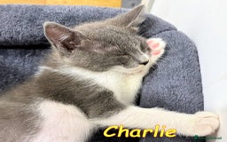 Europeo gatti in regalo: CHARLIE  GATTINO BIANCO E CERTOSINO    - Immagine 4