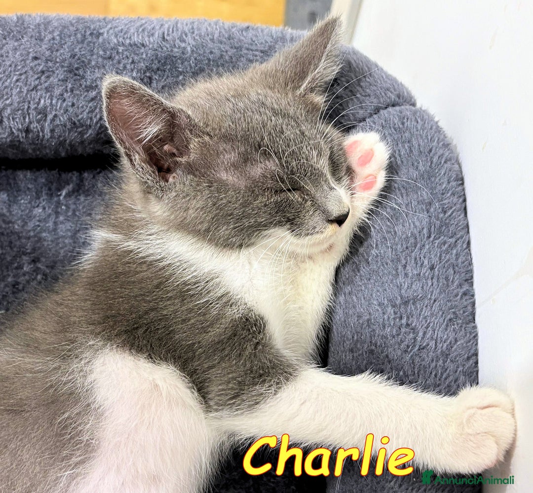 Europeo gatti in regalo: CHARLIE  GATTINO BIANCO E CERTOSINO    - Immagine 4