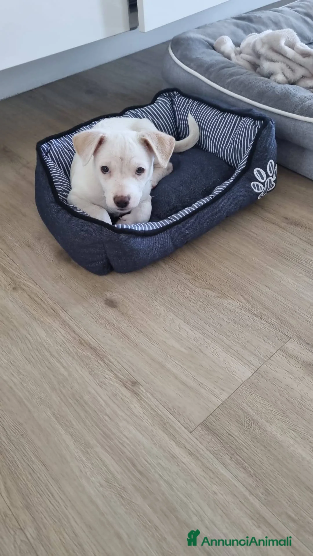 Meticcio cani in regalo: Timmy Trumpet cucciolo stupendo a Città Metropolitana di Firenze - Annuncio 6