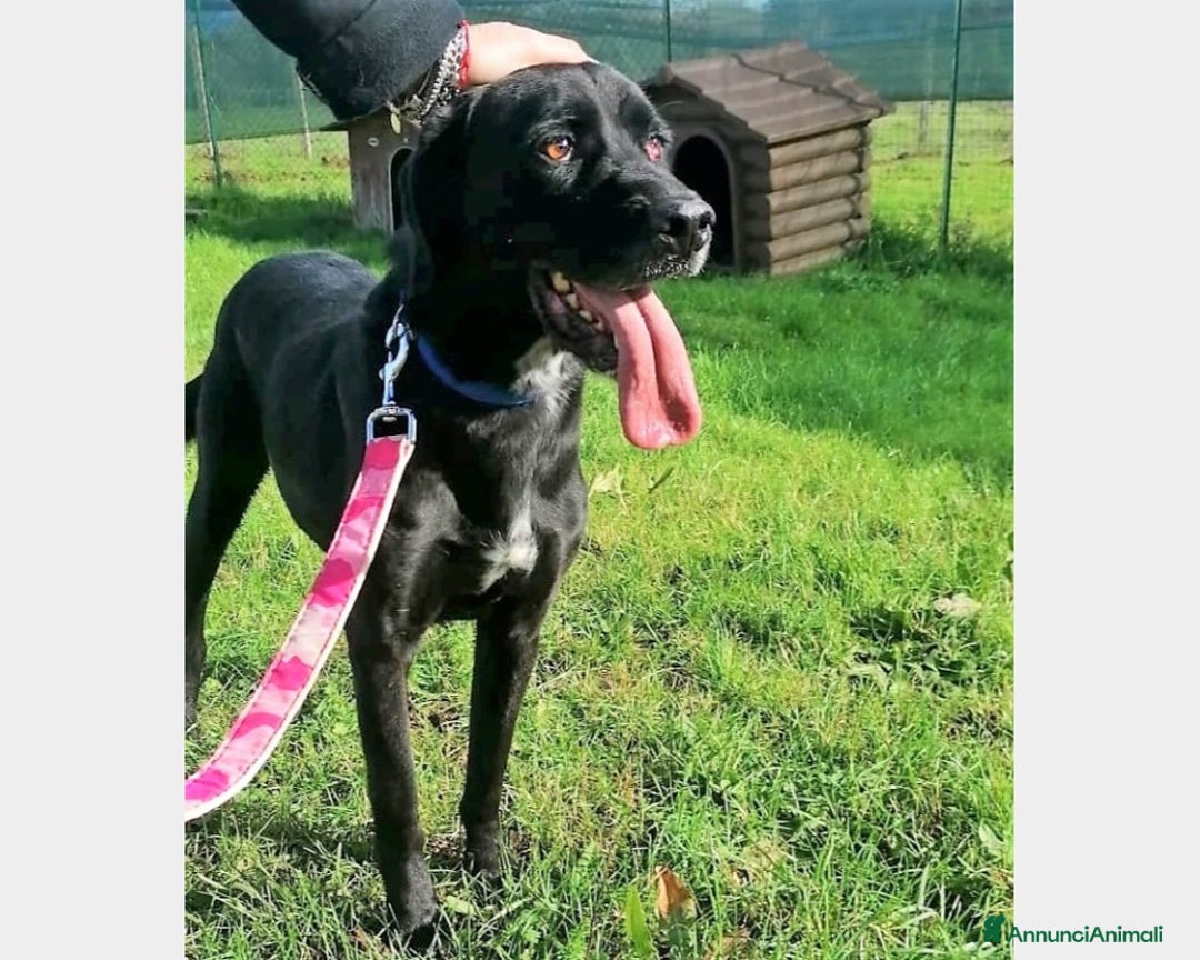Meticcio cani in regalo: King, mix labrador nero merita una famiglia a Latina - Annuncio 1