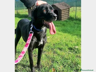 Meticcio cani King, mix labrador nero merita una famiglia a Latina - Annuncio 9