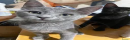 Europeo gatti in regalo: Meravigliosi gattini! a Provincia di Chieti - Annuncio 3