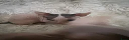 Sphynx gatti in vendita: Sphynx gatto nudo - Annuncio 3