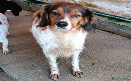 Springer Spaniel Inglese cani in regalo: BETTY - SPRINGER SPANIEL 6 anni cerca casa a Provincia di Latina - Immagine 4