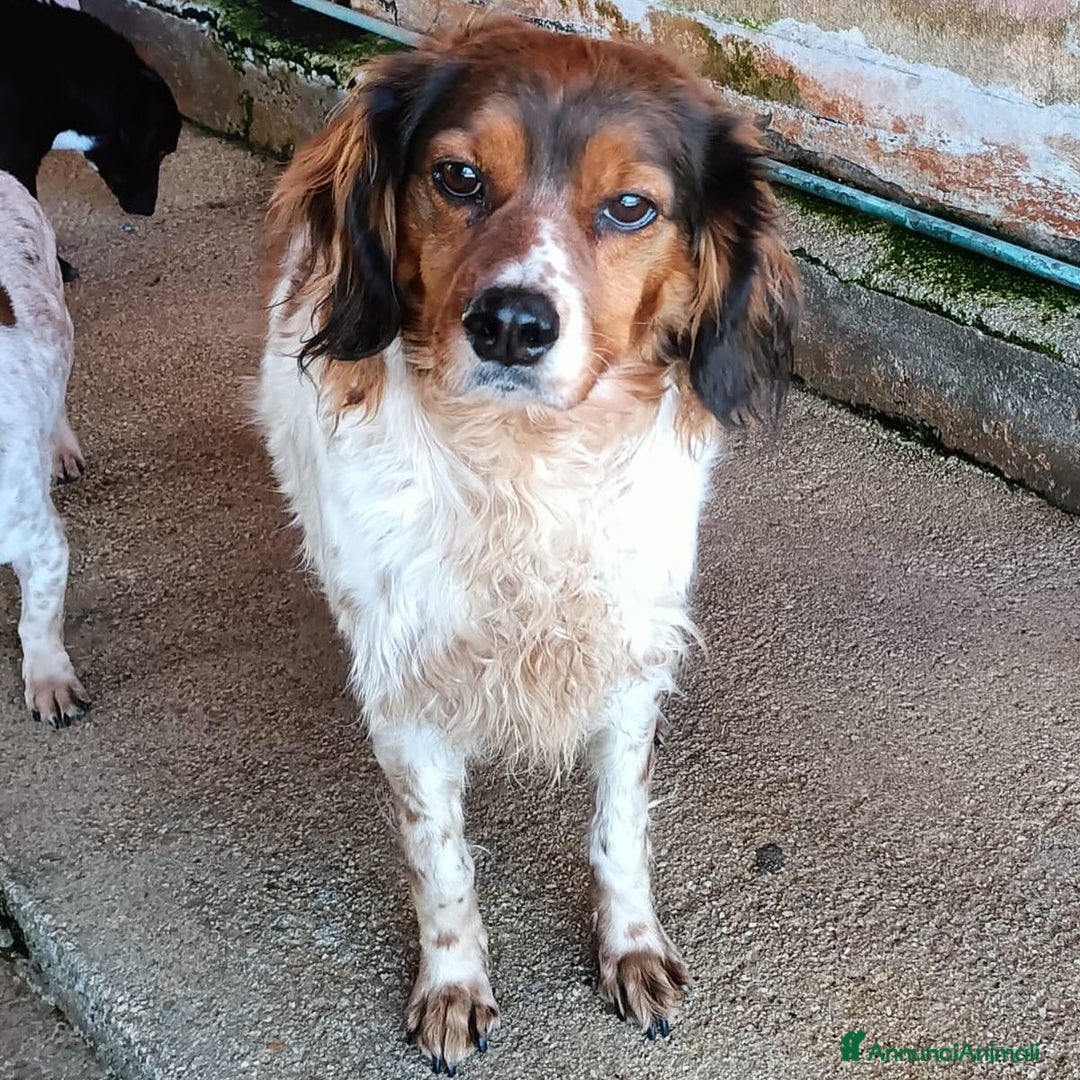 Springer Spaniel Inglese cani in regalo: BETTY - SPRINGER SPANIEL 6 anni cerca casa a Provincia di Latina - Annuncio 4