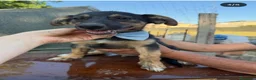 Meticcio cani in regalo: Rufy cerca amore - Annuncio 3