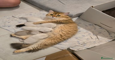 Scottish gatti a Provincia di Brescia - Annuncio 6