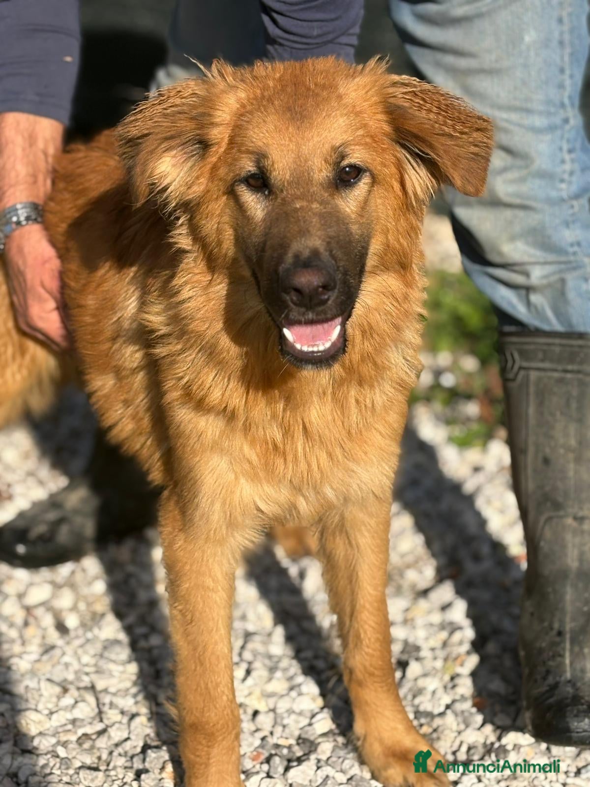 Meticcio cani 9 mesi, carattere splendido, taglia media  - Annuncio 1
