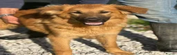 Meticcio cani in regalo: 9 mesi, carattere splendido, taglia media  - Annuncio 1