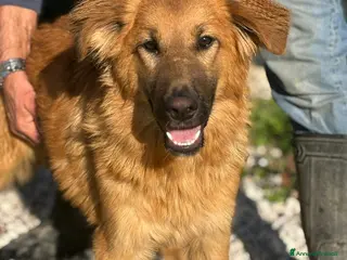 Meticcio cani 9 mesi, carattere splendido, taglia media - Annuncio 1
