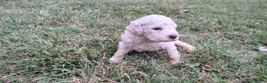 Lagotto 7