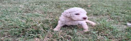 Lagotto cani in vendita: Lagotto Romagnolo con Pedigree - Annuncio 8