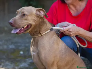 Pitbull cani KIRA DAL DIVANO AL CANILE, IN ADOZIONE - Annuncio 3
