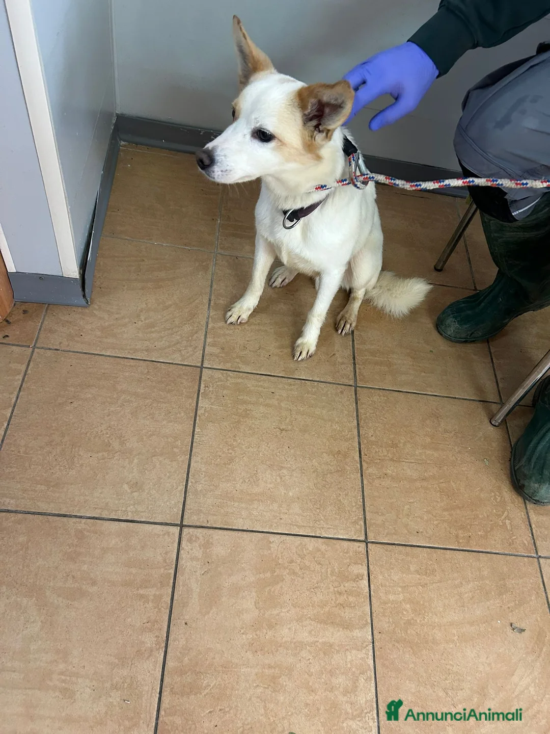 Meticcio cani in regalo: Giotto, piccolo Meticcio maschio in Canile - Annuncio 4