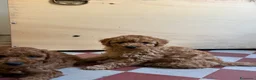 Barboncino cani in vendita: Cuccioli di Barboncino Cioccolatini/red  a Provincia di Barletta-Andria-Trani - Annuncio 11