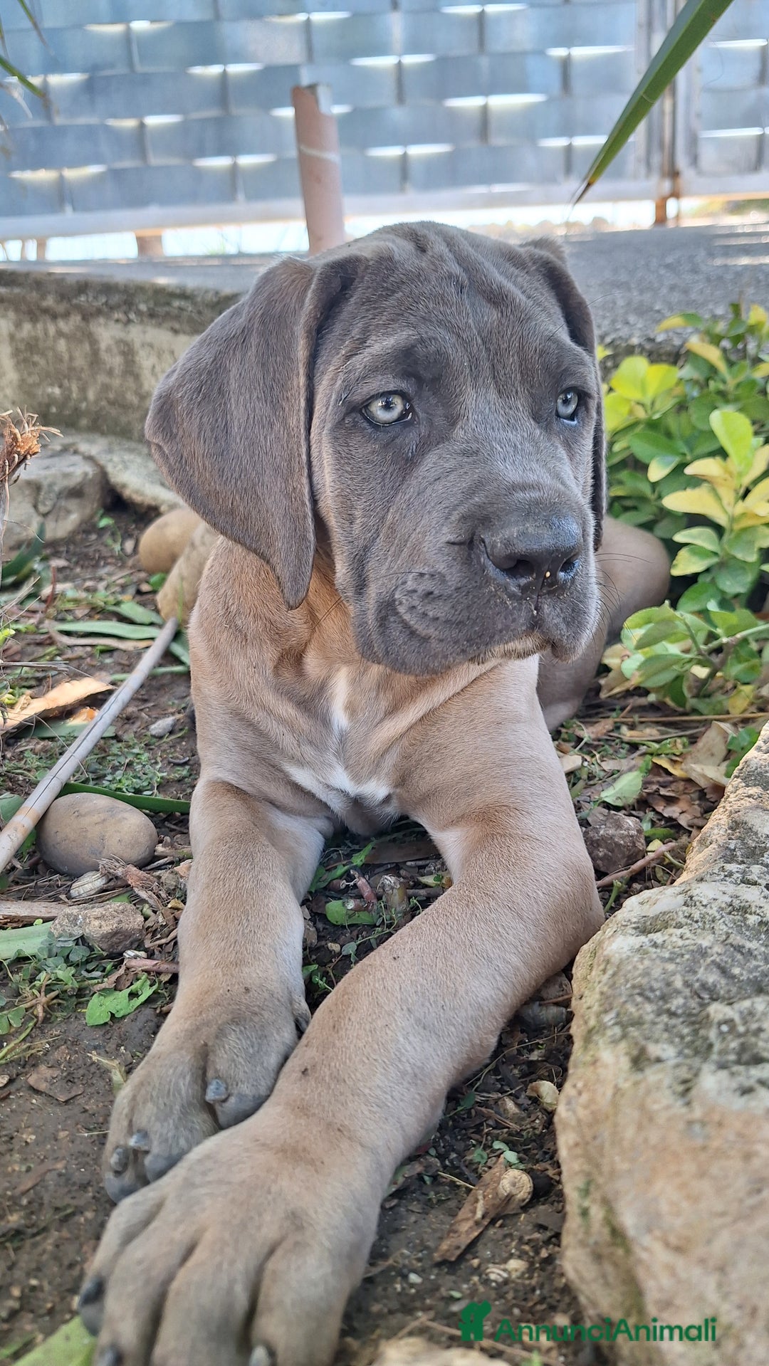 Cane Corso cani in vendita: Cucciole Cane Corso Pedigree - Annuncio 20