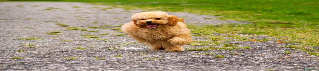 Barboncino Cucciolo 1