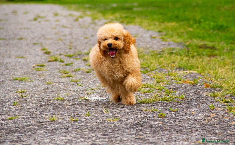 Barboncino cani in vendita a Provincia di Sondrio - Annuncio 3