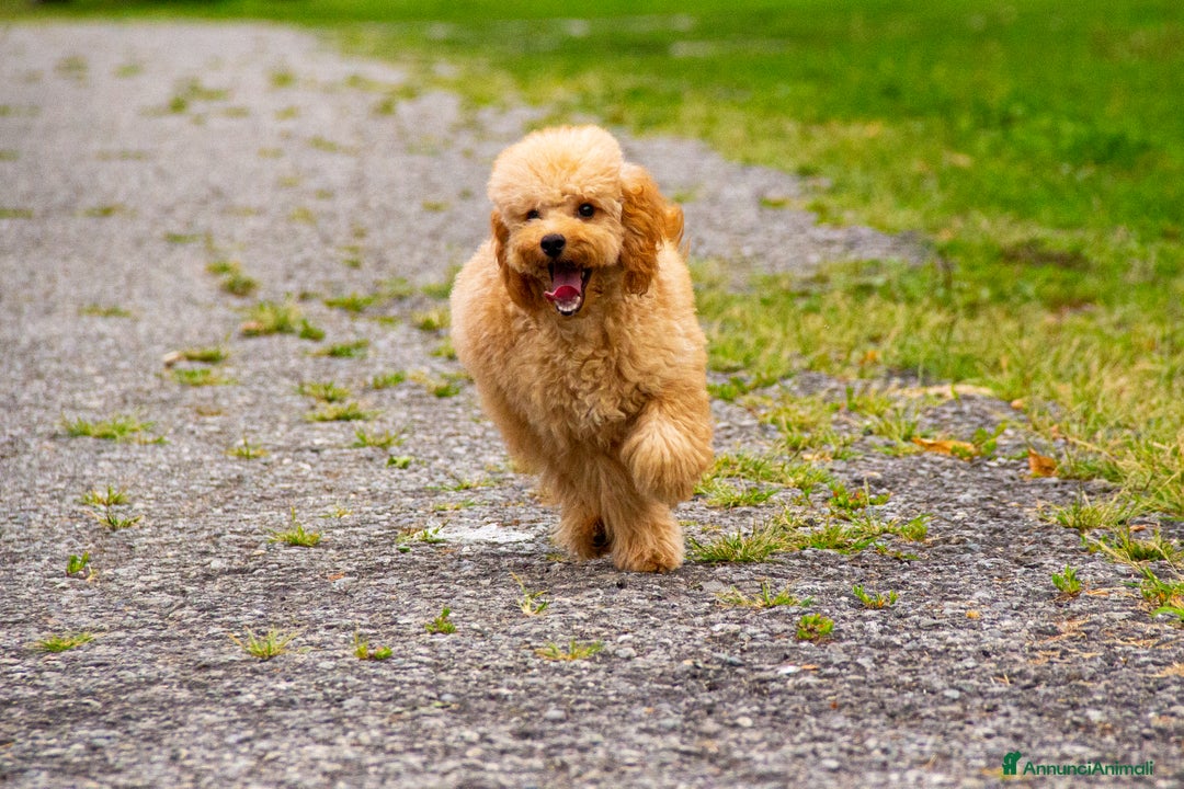 Barboncino cani in vendita: Cuccioli Barbone Nano nati il 23/01/2025 a Provincia di Sondrio - Immagine 1
