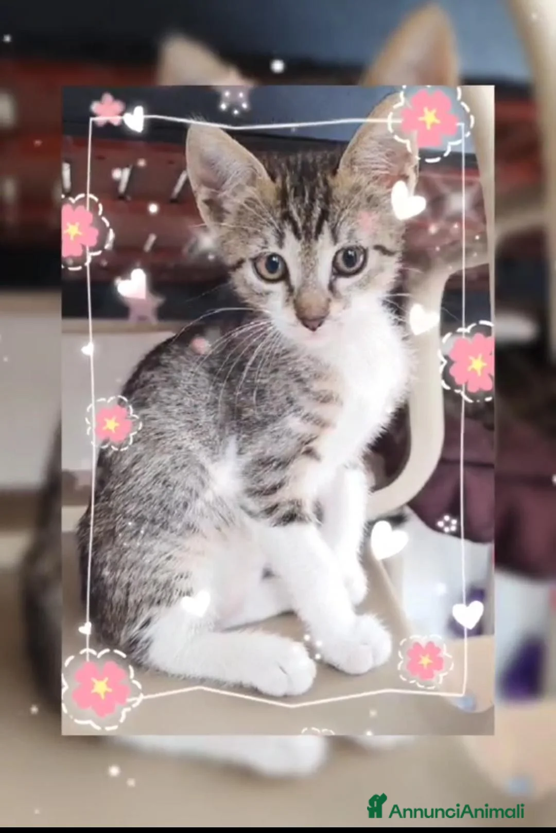 Europeo gatti in regalo: Micina 2mesi bianca/tigrata a giorni a MILANO - Annuncio 1