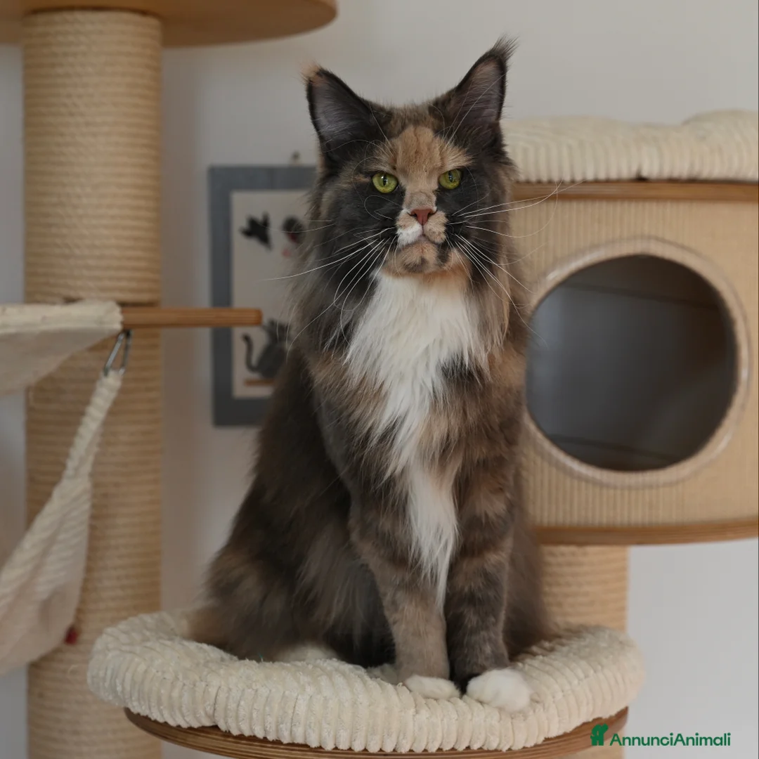 Immagine della galleria {{count}}