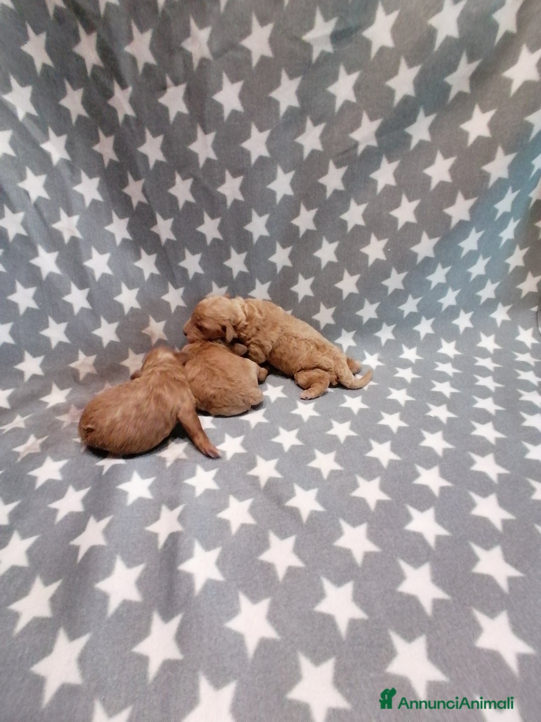 Barboncino Toy cani in vendita: Barboncini Toy cuccioli - Annuncio 2