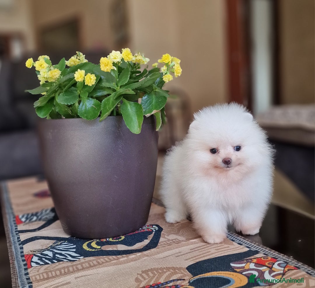 Spitz cani in vendita: Spitz tedesco NANO ( POMERANIA  ) a Provincia di Monza e della Brianza - Annuncio 10