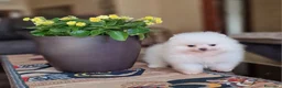 Spitz cani in vendita: Spitz tedesco NANO ( POMERANIA  ) a Provincia di Monza e della Brianza - Annuncio 10