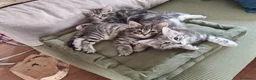 Siberiano gatti in vendita: Cuccioli siberiani con pedigree  - Annuncio 8