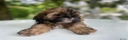 Shih Tzu cani in vendita: Cuccioli Shih Tzu pronti a settembre! - Annuncio 3