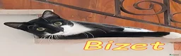 Europeo gatti in regalo: BIZET GATTINO SUPERCOCCOLO - Annuncio 2