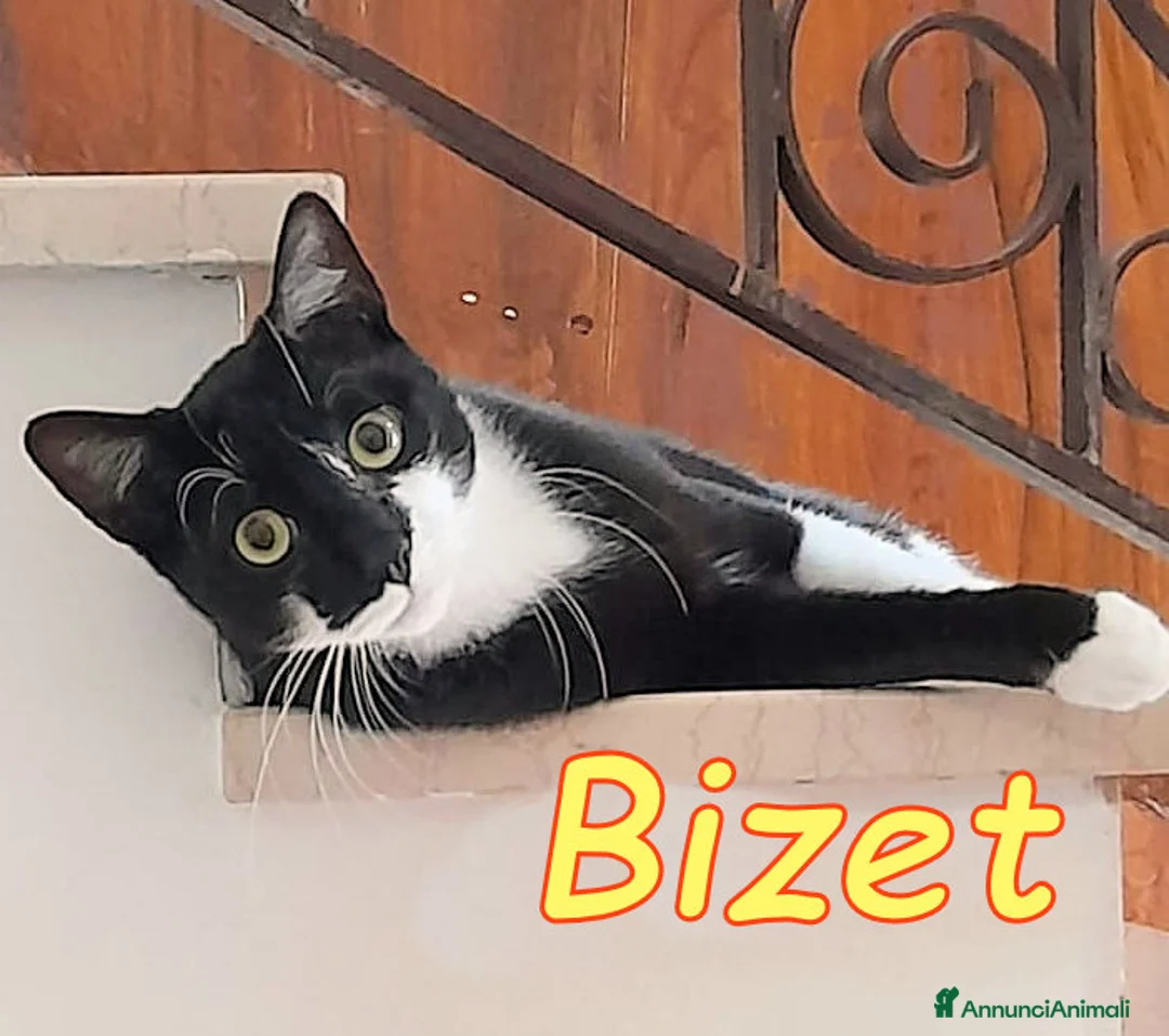 Europeo gatti in regalo: BIZET GATTINO SUPERCOCCOLO - Annuncio 2