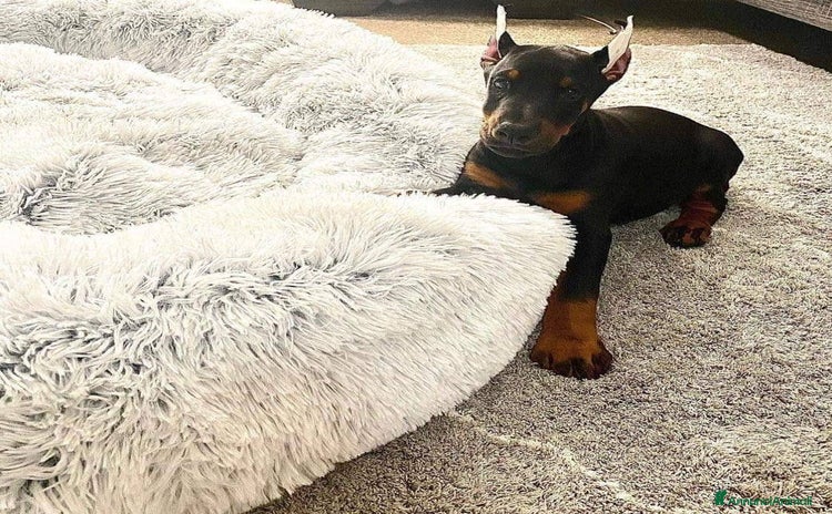 Dobermann cani a Provincia di Trieste - Annuncio 4
