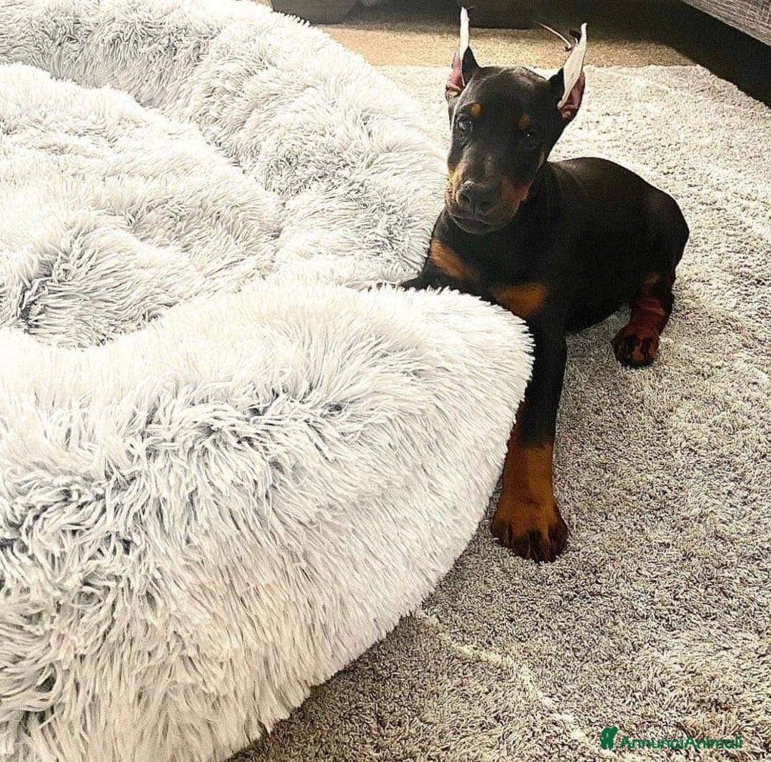 Dobermann cani in vendita: Dobermann puppy 🐶  a Provincia di Trieste - Immagine 1