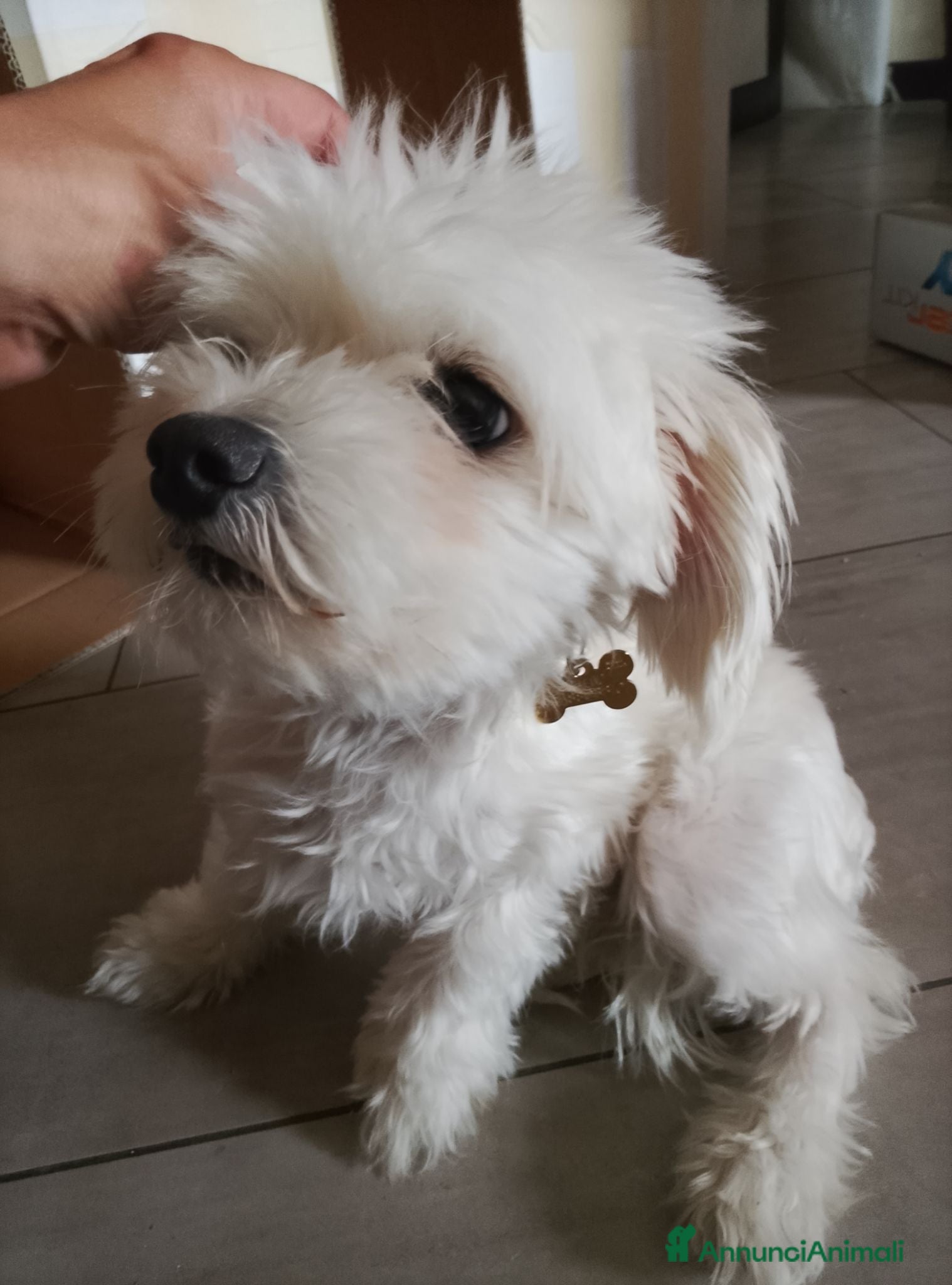 Maltese cani Maltese Toy femmina  - Annuncio 18