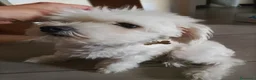 Maltese cani in vendita: Maltese Toy femmina  a Provincia di Bergamo - Annuncio 1