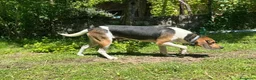 Meticcio cani in regalo: SNOOPY buono con tutti! - Annuncio 4