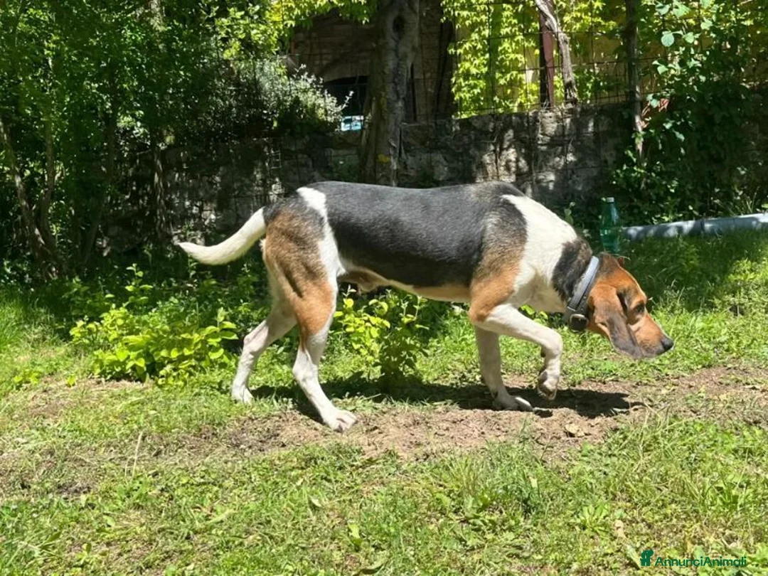 Meticcio cani in regalo: SNOOPY buono con tutti! - Annuncio 4
