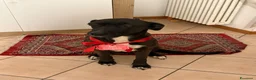 Meticcio cani in regalo: Billa - Annuncio 7
